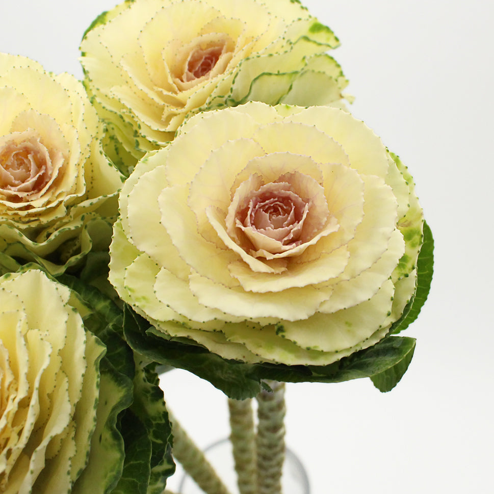 Brassica OL White Crane - Holland