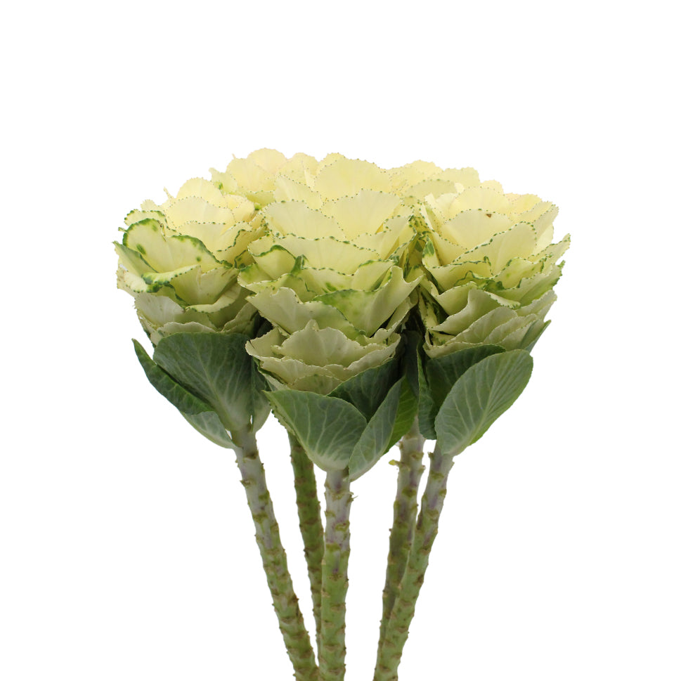 Brassica OL White Crane - Holland