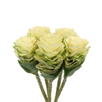 Brassica OL White Crane - Holland