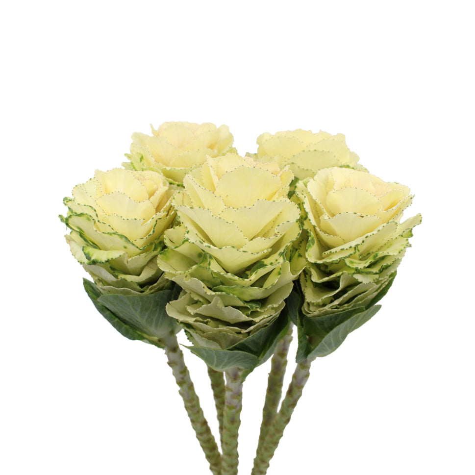 Brassica OL White Crane - Holland