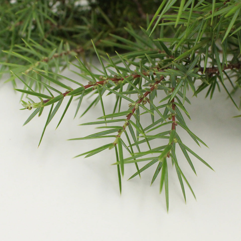 Juniperus - Italy