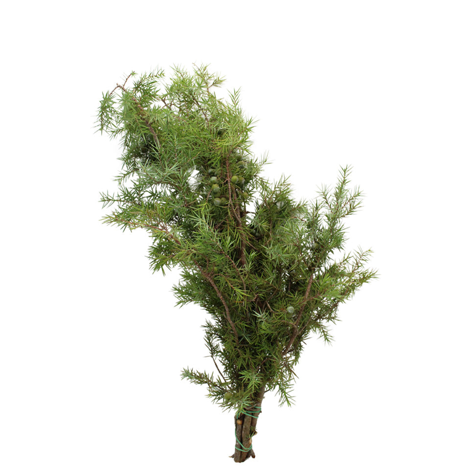 Juniperus - Italy