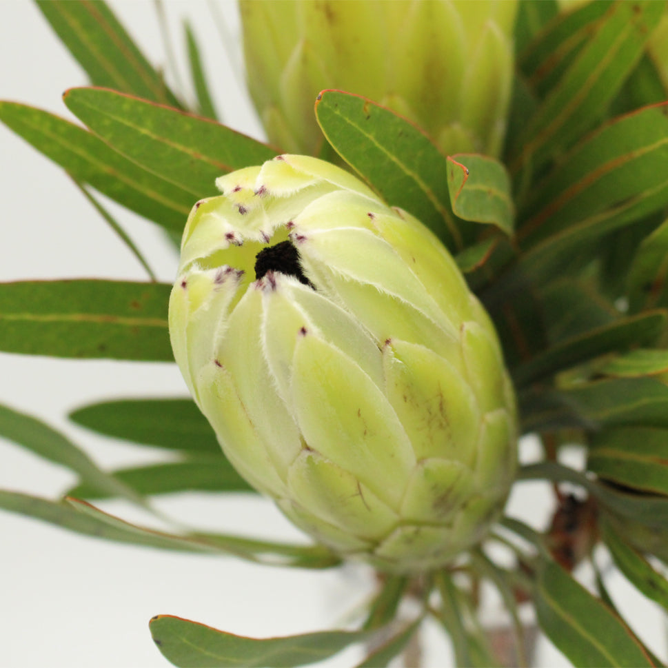 Protea - South Africa