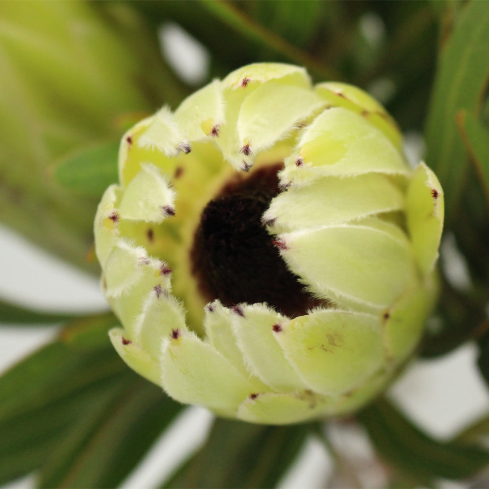 Protea - South Africa