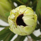 Protea - South Africa