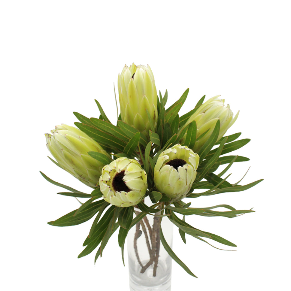 Protea - South Africa