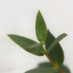 Eucalyptus Parvifolia - Italy