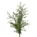 Eucalyptus Parvifolia - Italy