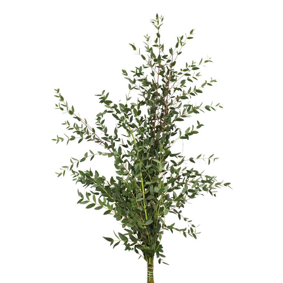 Eucalyptus Parvifolia - Italy