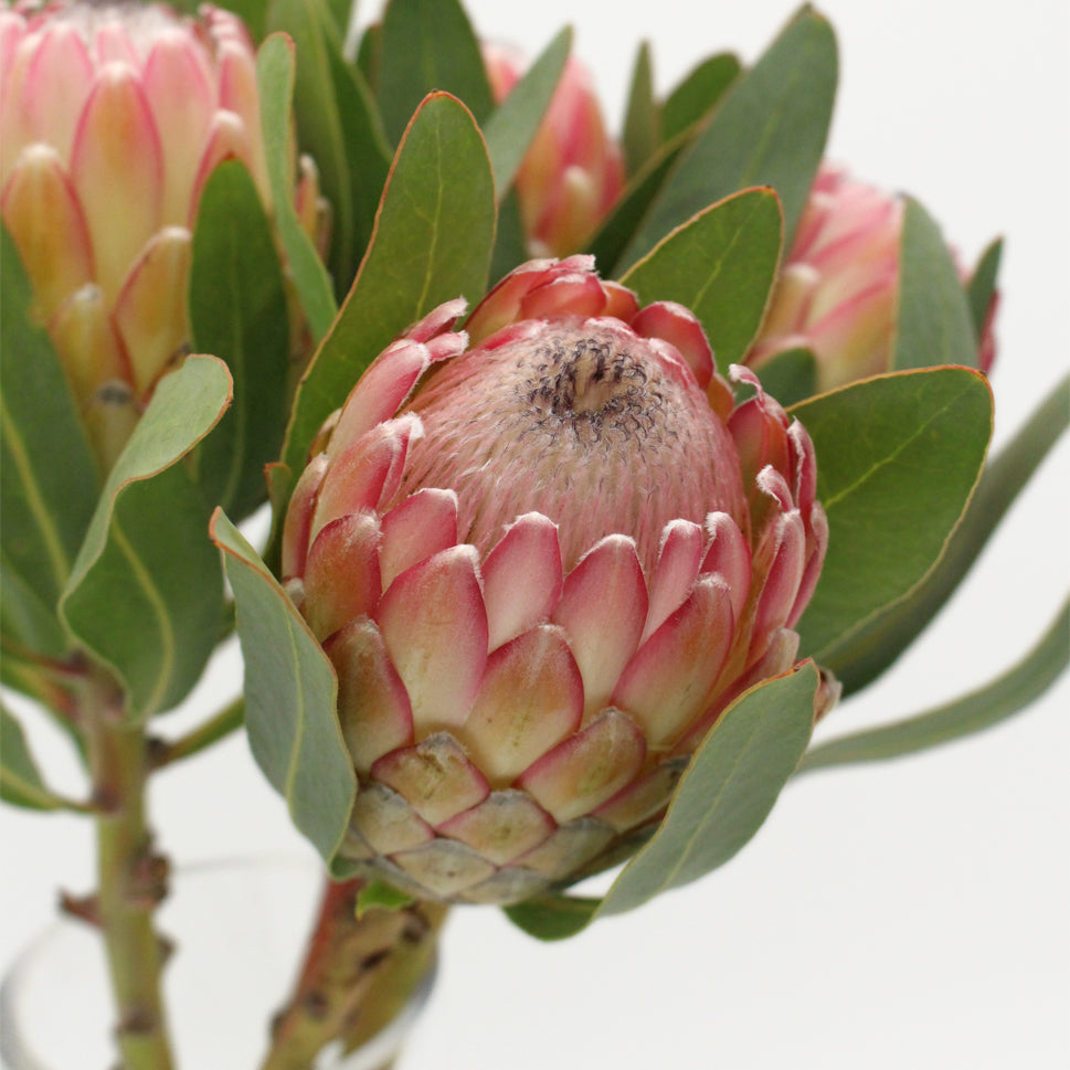 Protea - South Africa
