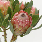 Protea - South Africa