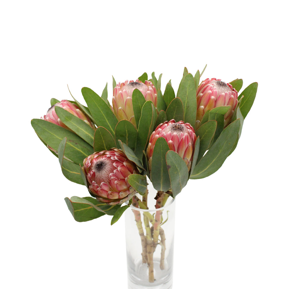 Protea - South Africa