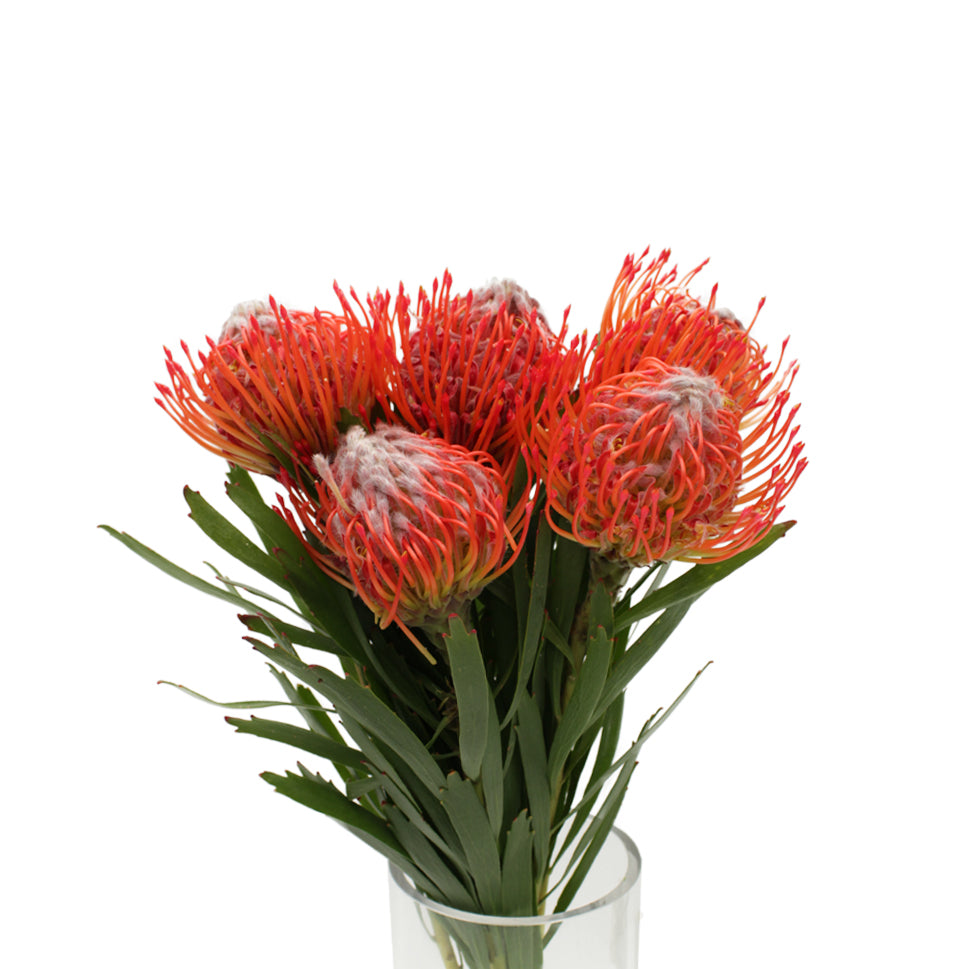 Leucospermum - Holland