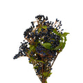 Viburnum Tinus Blue Berry - Italy