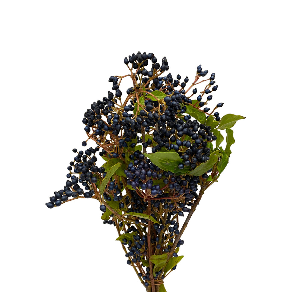 Viburnum Tinus Blue Berry - Italy
