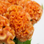 Celosia Cristata - Taiwan