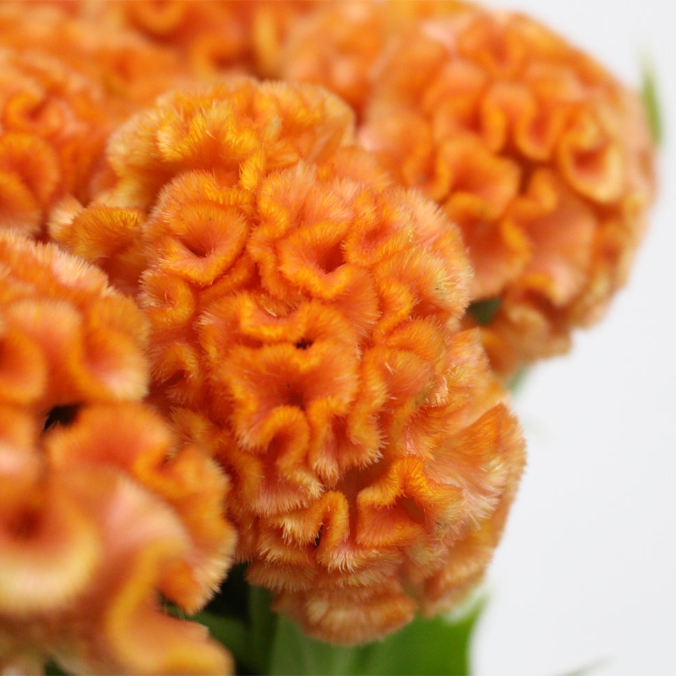 Celosia Cristata - Taiwan