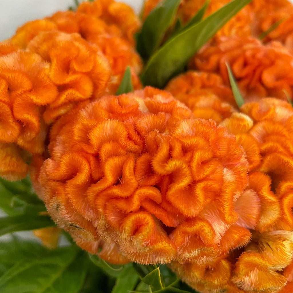 Celosia Cristata - Taiwan