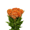 Celosia Cristata - Taiwan