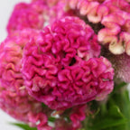 Celosia Cristata - Taiwan