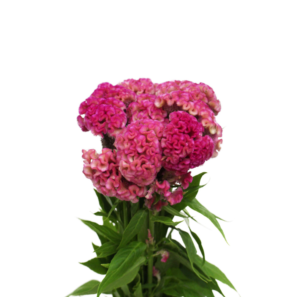 Celosia Cristata - Taiwan