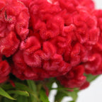 Celosia Cristata - Taiwan