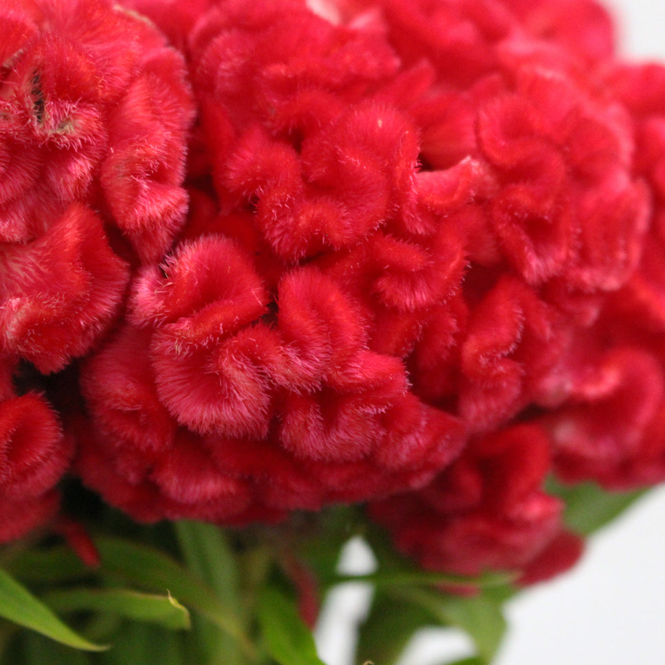 Celosia Cristata - Taiwan