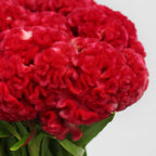 Celosia Cristata - Taiwan
