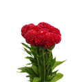 Celosia Cristata - Taiwan