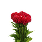 Celosia Cristata - Taiwan