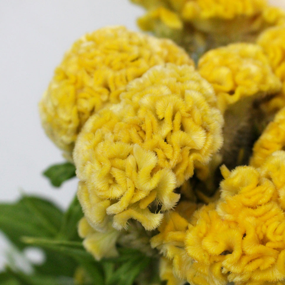 Celosia Cristata - Taiwan