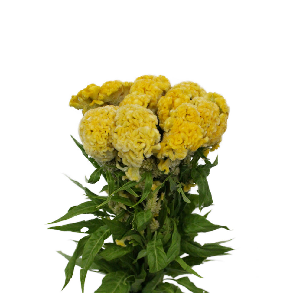 Celosia Cristata - Taiwan
