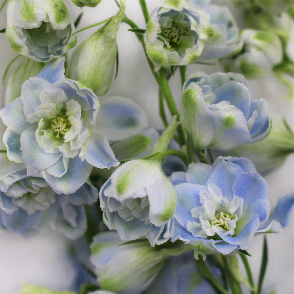 Delphinium (100cm - 120cm) - Kenya
