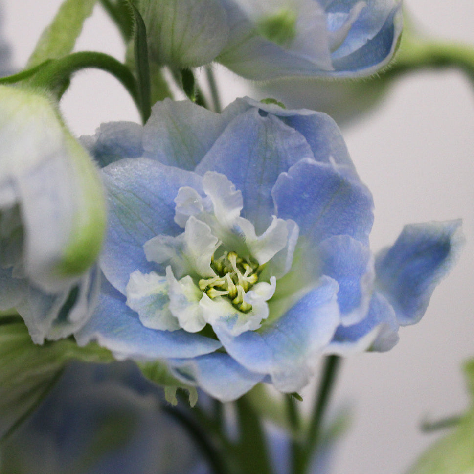 Delphinium (100cm - 120cm) - Kenya