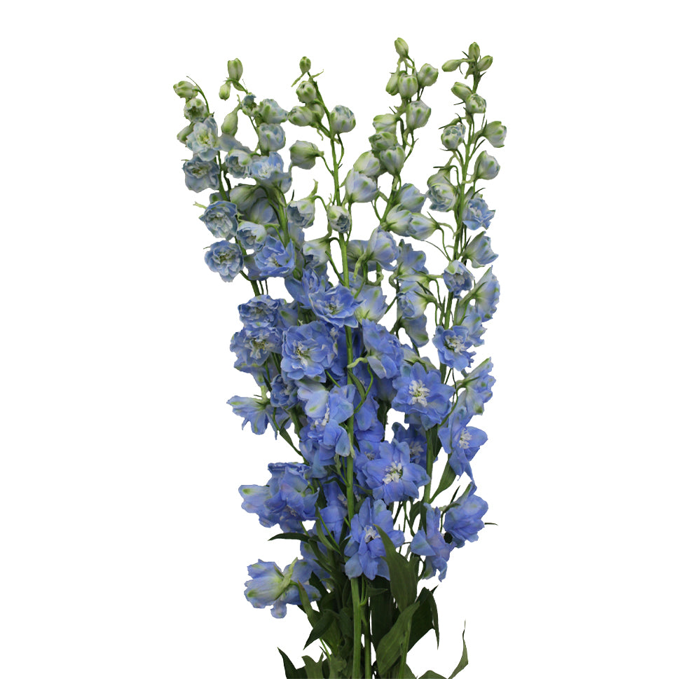 Delphinium (100cm - 120cm) - Kenya