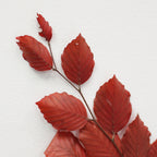Copper Beech Premium - Italy