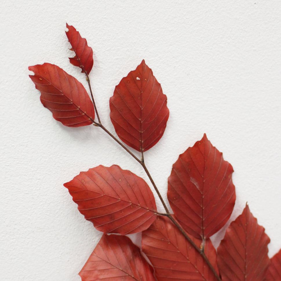 Copper Beech Premium - Italy