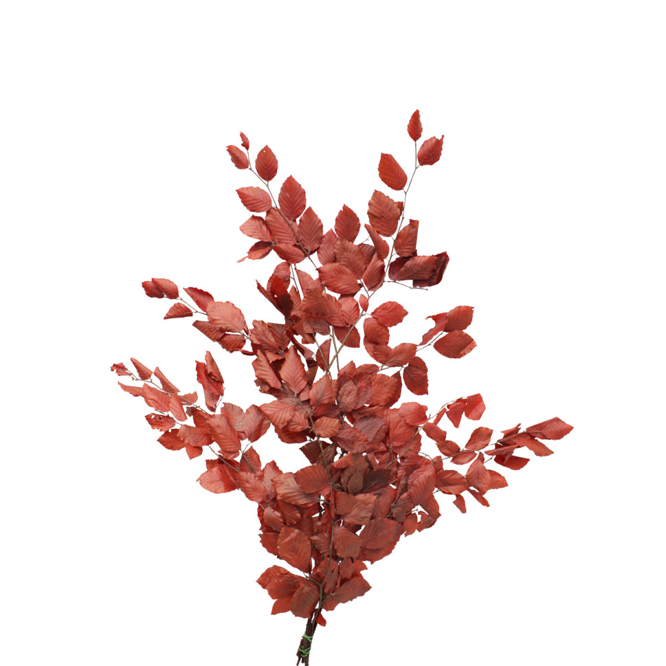 Copper Beech Premium - Italy