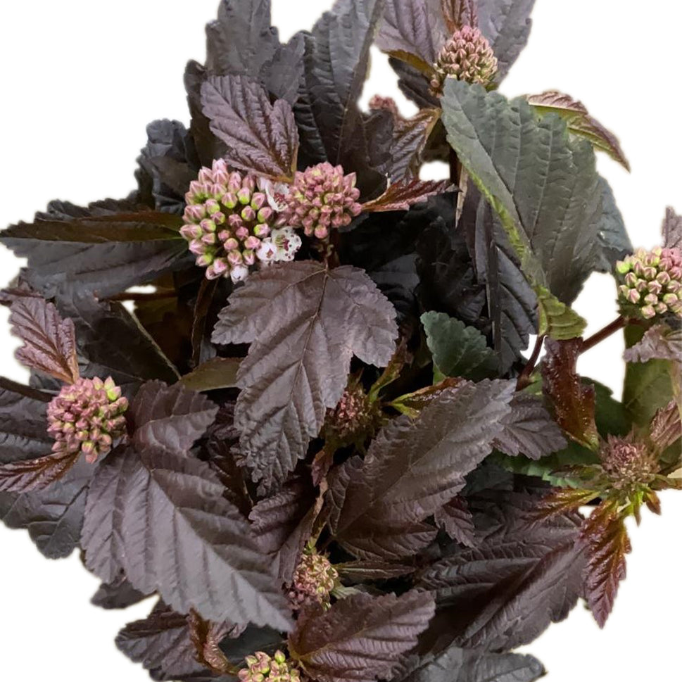 Viburnum Diabolus - Italy