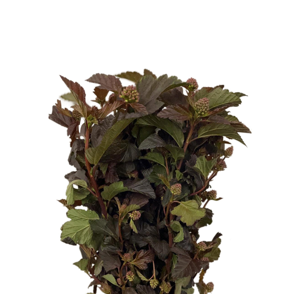 Viburnum Diabolus - Italy