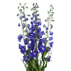 Delphinium - Kenya