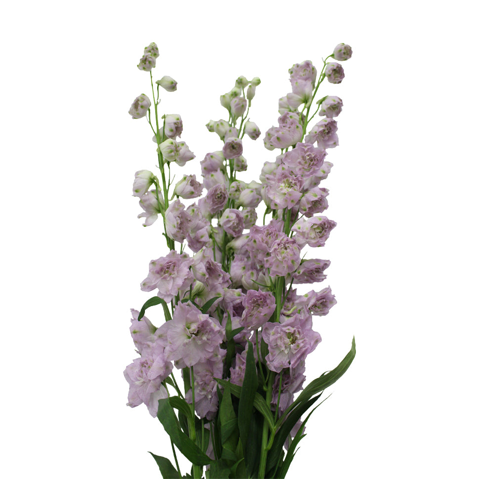 Delphinium - Kenya
