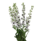 Delphinium - Kenya