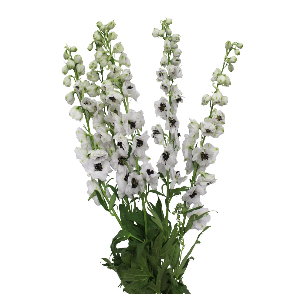 Delphinium - Kenya
