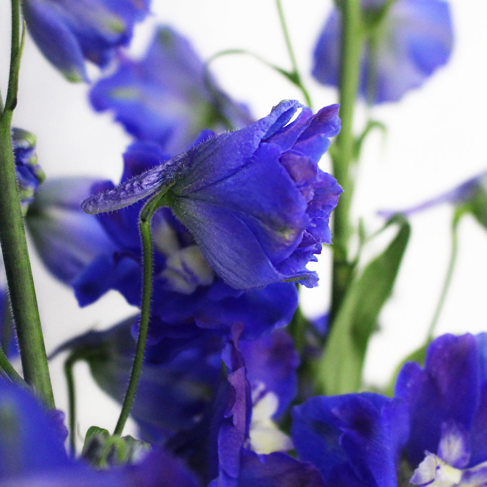 Delphinium (100cm - 120cm) - Kenya