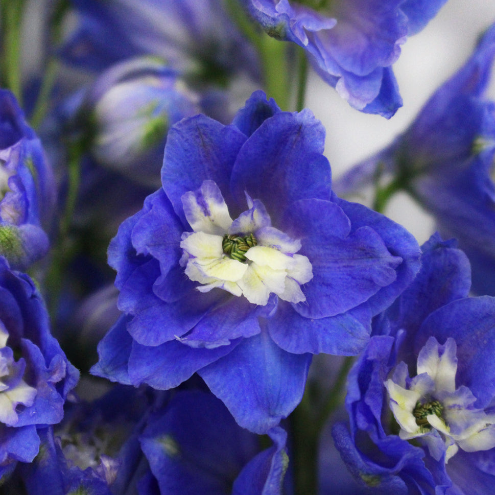 Delphinium (100cm - 120cm) - Kenya