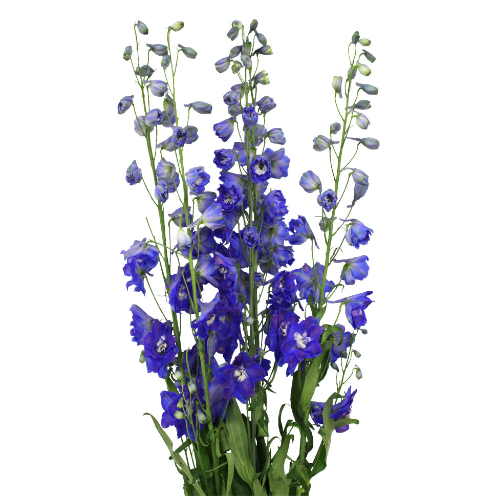 Wholesale Delphinium Singapore – Far East Flora Market