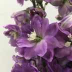 Delphinium (100cm - 120cm) - Kenya
