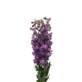 Delphinium - Kenya