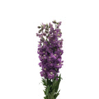 Delphinium - Kenya